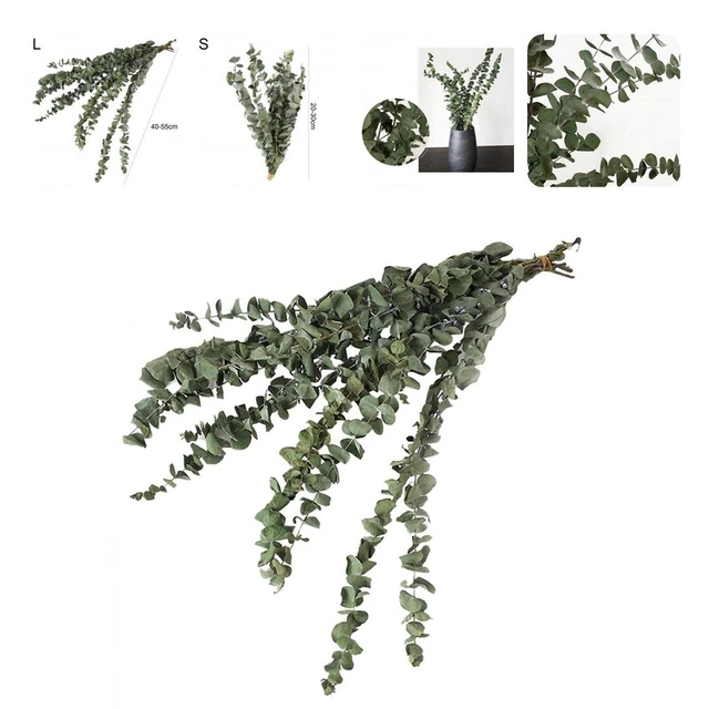 10 piezas/ramas de eucalipto ecológicas para mantenerte relajado eucalipto seco