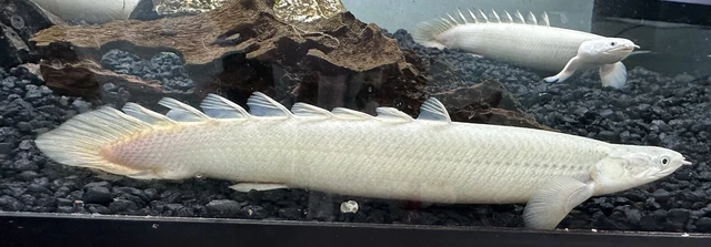 XL Platinum Senegal 9-10”+ -Live Freshwater Tropical Aquarium Fish
