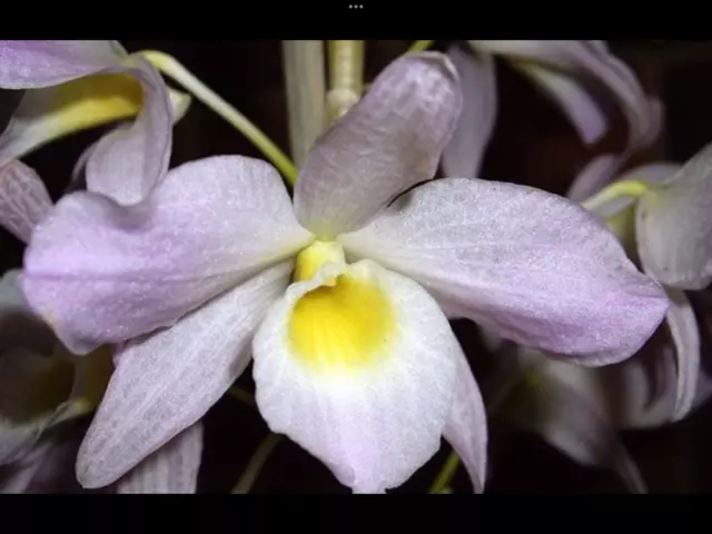 Dendrobium regium Orchid Species