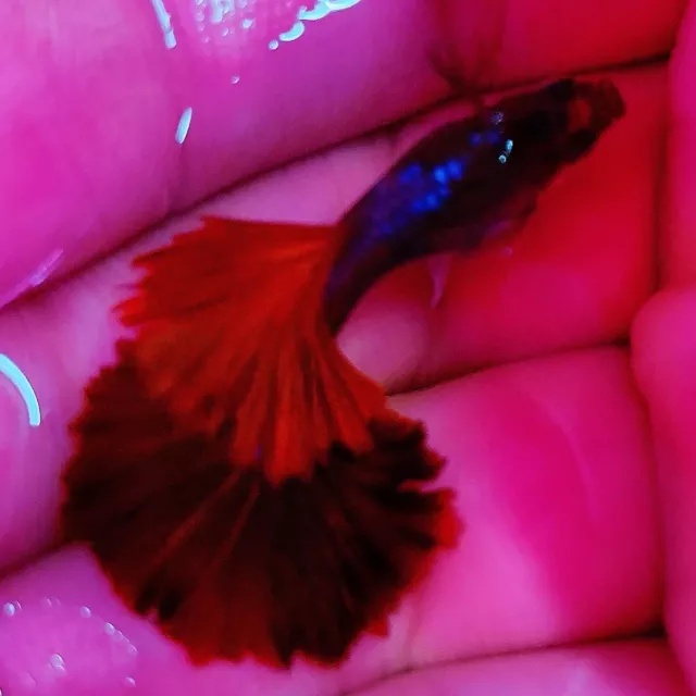 1 Pair HB Red Rose Live Guppy Fish High Quality Live Freshwater Fish USA Seller