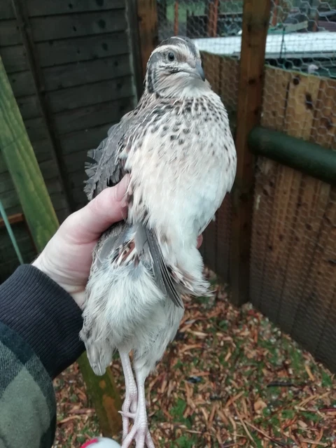 12 JUMBO JAPANESE quail hatching eggs 400g+ £14.99 - PicClick UK
