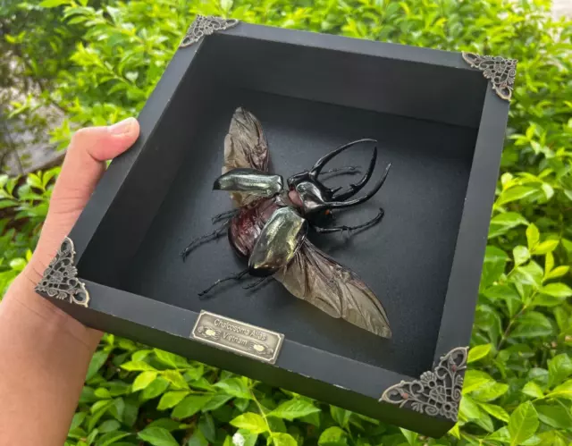 Real Giant Atlas Beetle Insects Frame Bug Taxidermy Dead Shadow Box Gothic Decor