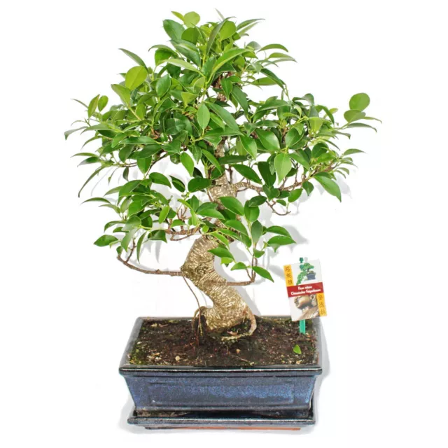 Exotenherz - Bonsai Chinesischer Feigenbaum - Ficus retusa - ca. 10 Jahre