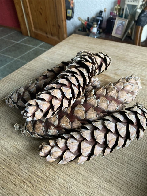 Deko 10Riesige Zapfen Zucker/Tränenkiefer Basteln Weihnacht Sammeln Ca .23-27Cm