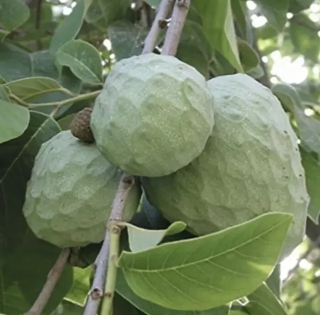 5x Custard Apple Seeds - Grow Your Own Custard Apple Tree - UK Seller