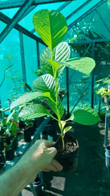 GRANADILLA  VINE  Passiflora quadrangularis  - giant passionfruit plant