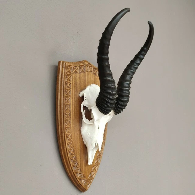 Gacela Antílope Trofeo de Calavera En Escudo de Trofeo Hl 33,5 CM de Decoración