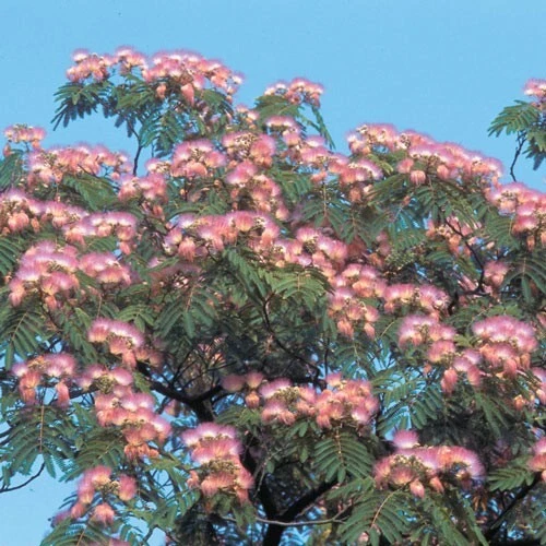 Mimosa Seeds Persian Silk Powder Puff Tree Plant Albizia Julibrissin Flower Cold