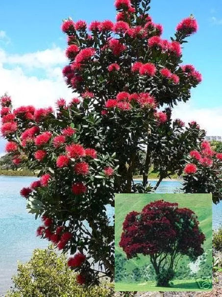 Roter Riese im Garten: Neuseeländischer Weihnachtsbaum / winterhart // Samen