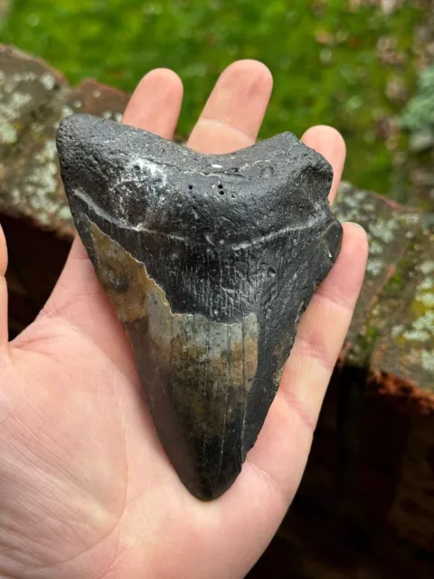 Megalodon Tooth 5.25 Inches￼