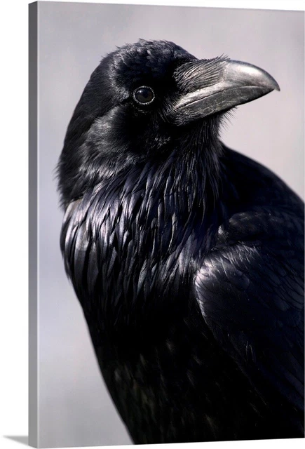 Common Raven, Jasper National Park, Canvas Wall Art Print, Bird Home Decor