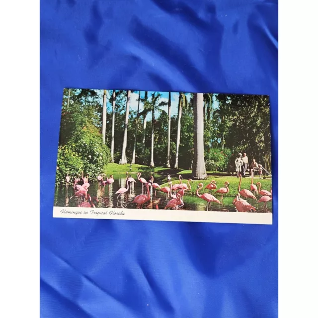 Flamingos In Tropical Florida Postcard Chrome Divided