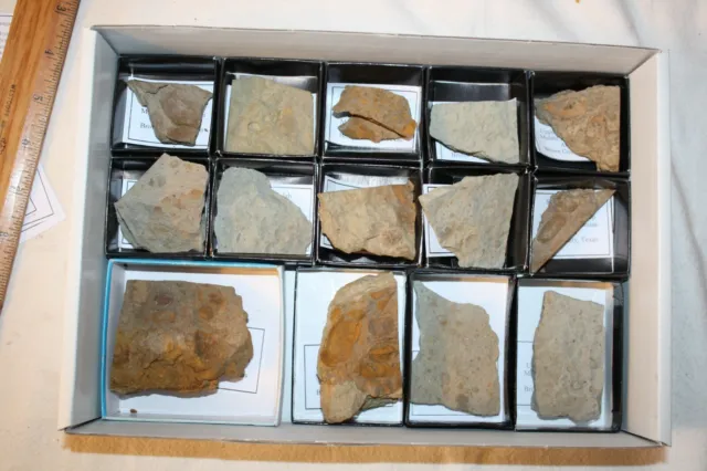 Pennsylvanian fossil brachiopod sea bottom slabs wholesale dealer lot Strawn #3