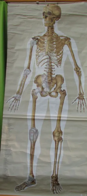 Große Karte alte Rollkarte Anatomie Mensch Skelett vorn vintage 50er Jahre