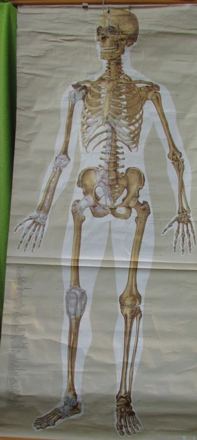 Große Karte alte Rollkarte Anatomie Mensch Skelett vorn vintage 50er Jahre