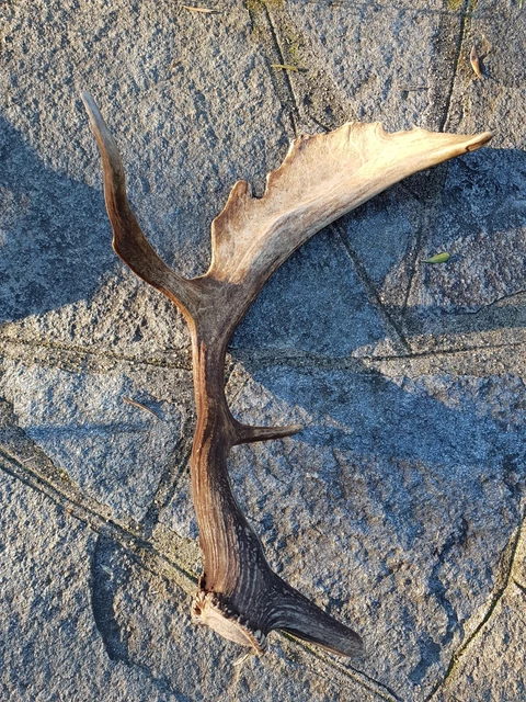 palco di daino (singolo) trovato in un bosco