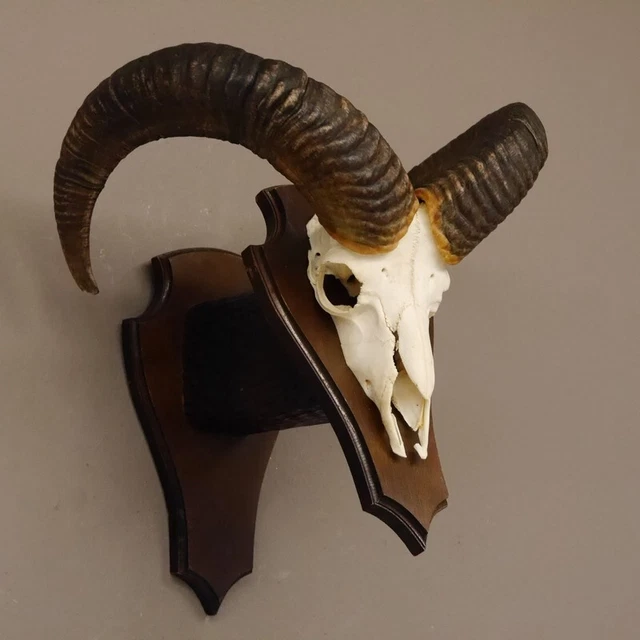 Mufflon Aries Cornamenta Trofeo de Calavera Cráneo Hl 51 CM En Escudo 2