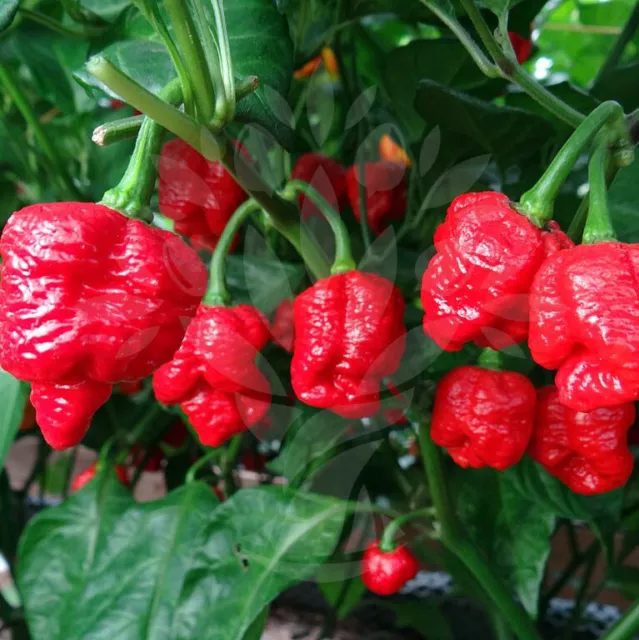 25 SEEDS Trinidad Moruga Scorpion Pepper Garden Vegetables Planting Edible Food