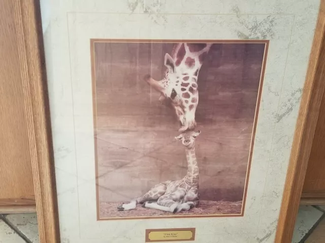 Ron D' Raine First Kiss Giraffe Art Print Matted Wood Framed Beautiful 23 x 27 2