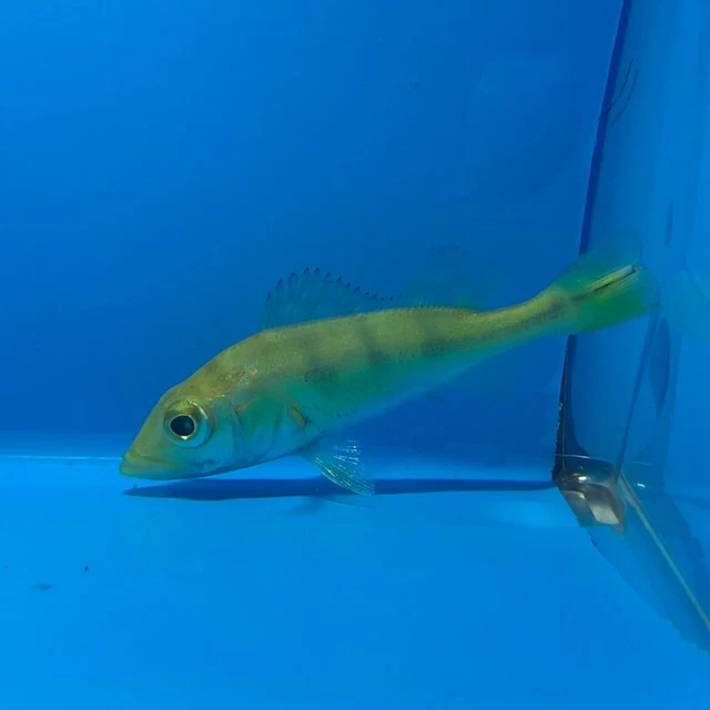 Golden kelberi peacock bass 2" in length live tropical fish