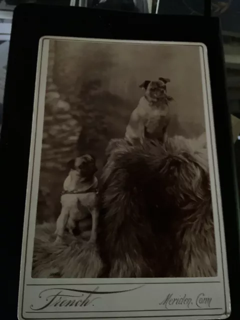 Pug Cabnet Card