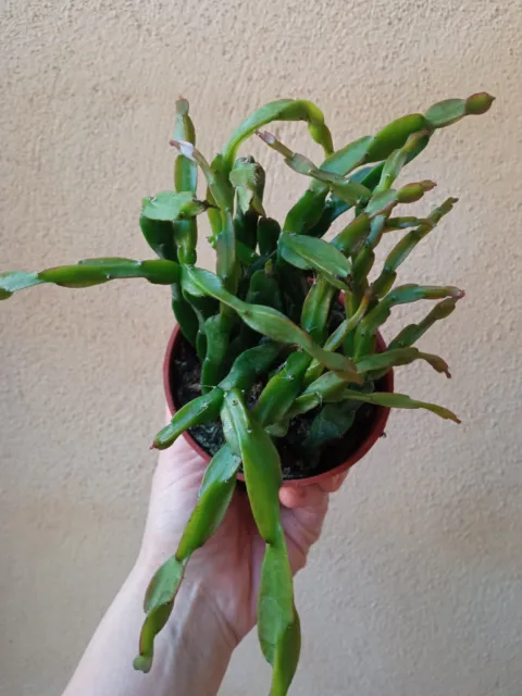 Rhipsalis parodoxa 1 planta con raiz cactus colgante maceta 8 cm