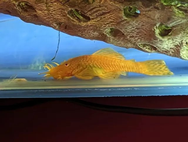Albino Bristle Nose Bushy Plecostomus Pleco 1 1/2 inch