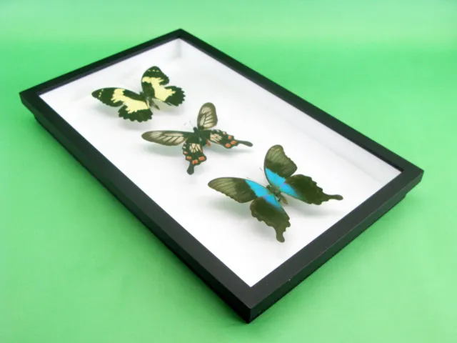 3 real beautiful and huge butterflies in the XXl showcase - single piece - 26 7