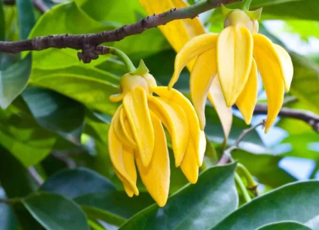 ✅ 100% Pure Ylang Ylang Essential Oil For Skin Hair Care Aromatherapy Australia