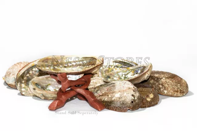 Green Abalone Sea Shell One Side Polished Beach Craft 4" - 5" (48 pcs) #JC-16