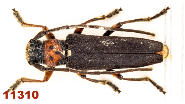 Cerambycidae: Phytoecia astarte  A1, 15 mm, Mounted, 1 pc
