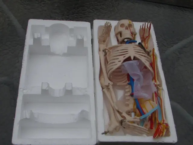 Skeleton Human Body Model Anatomy Anatomical Medical Figure  - Buy It Now