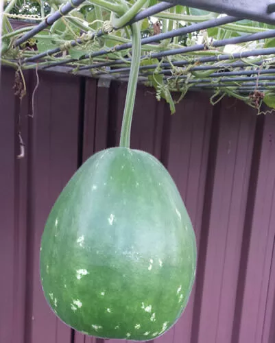 Giant Asian Gourd, Long Melon, Calabash, Lauki - 5 Seeds