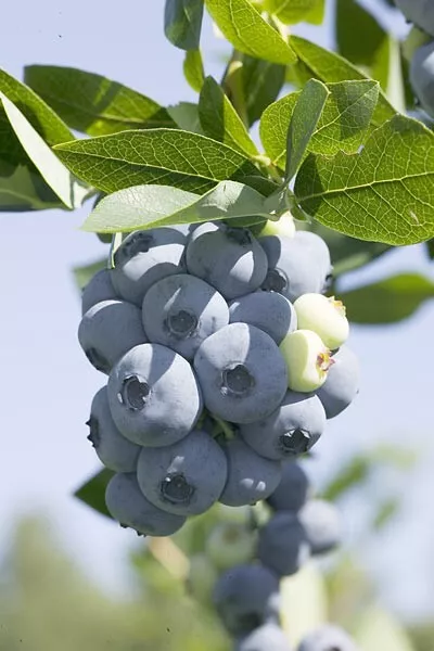 'Patriot' Blueberry 2L Potted 2yr old plant 'CLEARANCE'