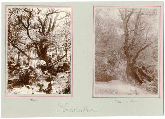France, Fontainebleau, hêtre et chêne des fées  vintage silver printEnsemble d