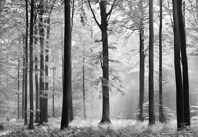 Fototapete Schwarz Wald Wandbild 366x254cm Große Wandkunst " Bäume Zoll