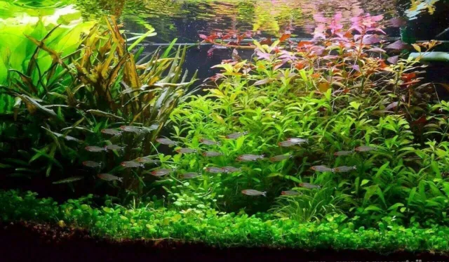 Lot Plantes spécial AXOLOTL 40L pour aquarium eau froide + 5 tiges gratuites