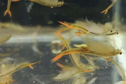 60,000 Fairy Shrimp eggs Food For New born Fish, Betta ,Killifish, Guppy