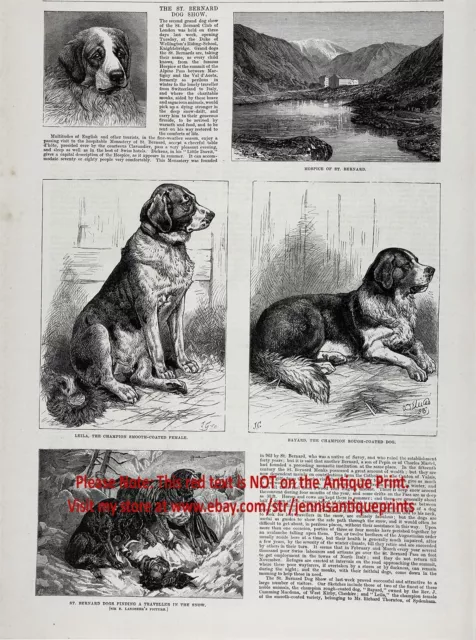 Dog St. Bernard Show, Named Champions, Hero Dog, Large 1880s Antique Print