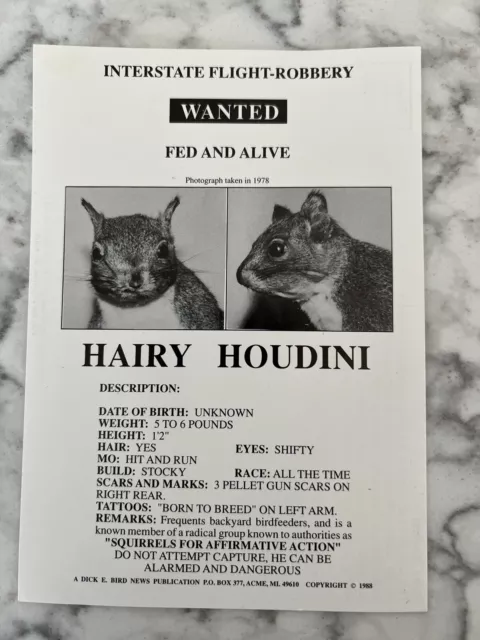 Vintage Squirrel Postcard Wanted Poster Hairy Houdini Dick E. Birds News Pub 88’