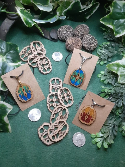 10 rebanadas/botones grandes de cáscara de nogal negro - perfectos para joyería y artesanía