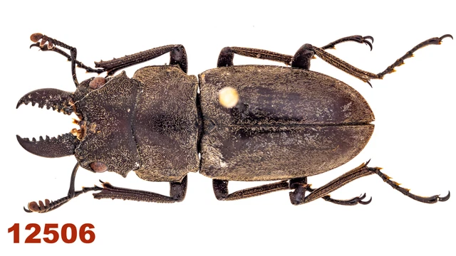 Lucanidae: Prosopocoilus sp.  A1, 24 mm, Pinned, 1 pc
