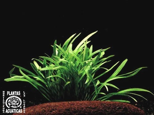 4 Bunde Echinodorus tenellus, grasartige Schwertpflanzen, Aquarienpflanzen