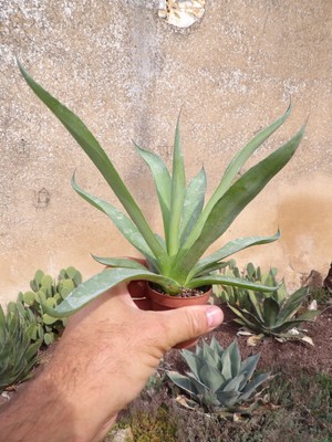Hardy agave lophanta 'splendida' big succulent outdoor pot17cm frost hardy wysiwyg 