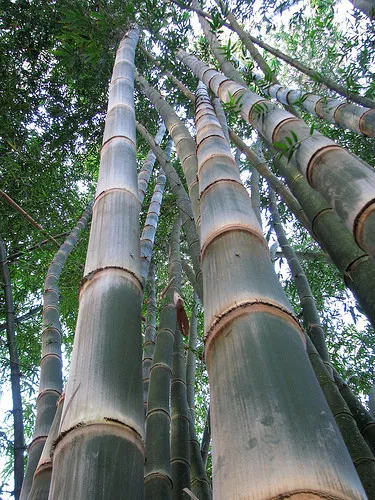 Dendrocalamus asper (Giant Fast Clumping Bamboo) 10 SEEDS •Rare Garden Plants UK