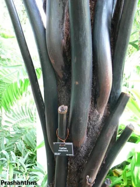 Cyathea Medullaris - Fougère arborescente noire - 10 graines 3