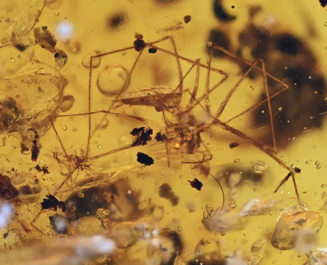 Very unusual Spider, Fossil inclusion in Burmese Amber