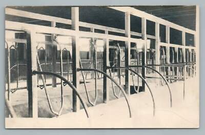 Dairy Cow Stalls RPPC Rare Antique Farm Real Photo Postcard 1910s