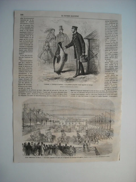 Gravure 1865. Fete Communale De Meaux. Londres. Zoological-Gardens. 1Er Pingouin