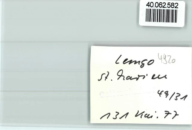 400682582 - 4920 Lemgo St. Mary's Church 2